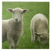 Little Lambs Tile Tegeltje (Voorkant)