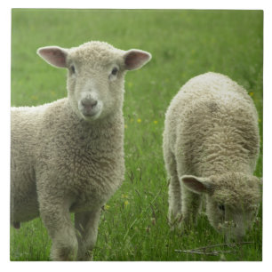 Little Lambs Tile Tegeltje