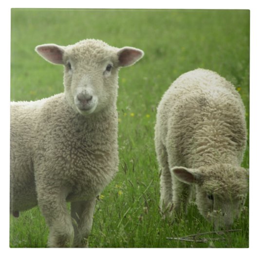 Little Lambs Tile Tegeltje (Voorkant)