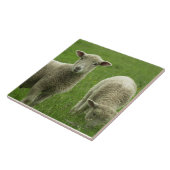 Little Lambs Tile Tegeltje (Zijkant)