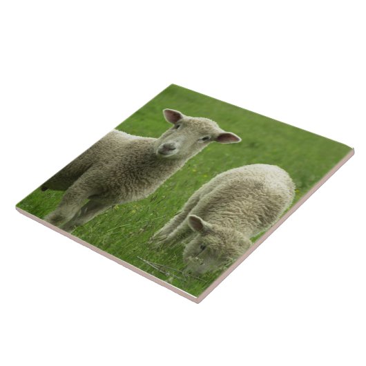 Little Lambs Tile Tegeltje (Zijkant)