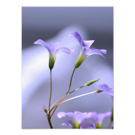 Little Lavender Flowers Foto Afdruk