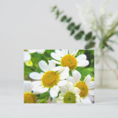  'Little Lawn Daisy Flowers' op zonneschijn Briefkaart (Staand voorkant)