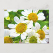  'Little Lawn Daisy Flowers' op zonneschijn Briefkaart (Voorkant)