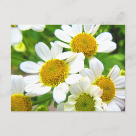 'Little Lawn Daisy Flowers' op zonneschijn Briefkaart