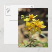 Little Lemon Head Wildflower Briefkaart (Voorkant / Achterkant)