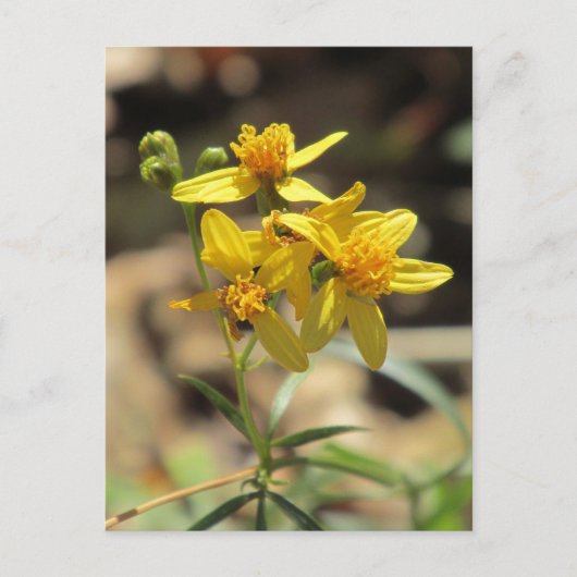 Little Lemon Head Wildflower Briefkaart (Voorkant)