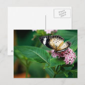 Little Leopard Wings Briefkaart (Voorkant / Achterkant)