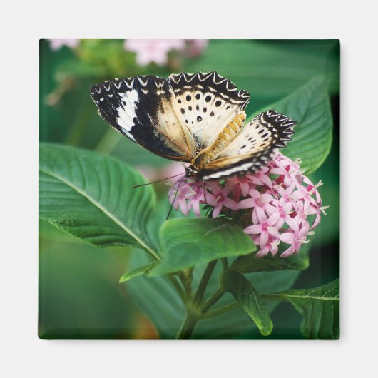 Little Leopard Wings Magnet (Voorkant)