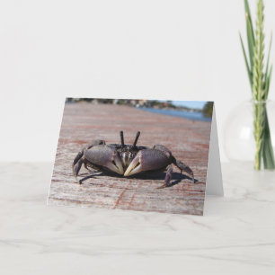 Little Mud Crab Kaart