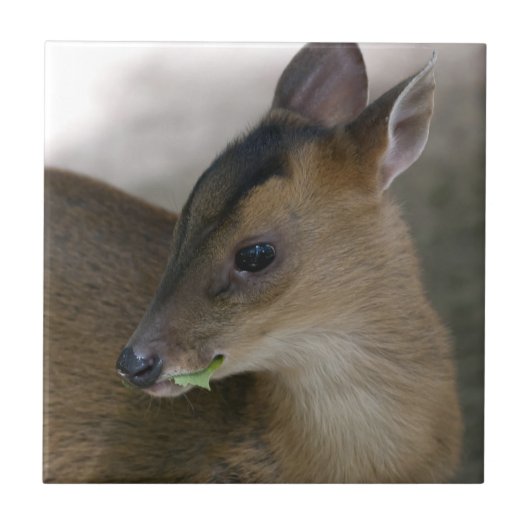 Little Muntjac Tegeltje (Voorkant)