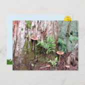 Little Mushrooms Briefkaart (Voorkant / Achterkant)