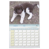 Little Newfie Girl Kalender (Jan 2027)