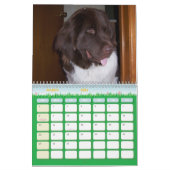 Little Newfie Girl Kalender (Mar 2026)