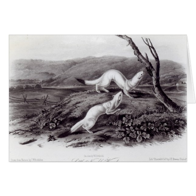 Little Nimble Weasel (Voorkant Horizontaal)