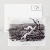 Little Nimble Weasel Briefkaart (Voorkant / Achterkant)