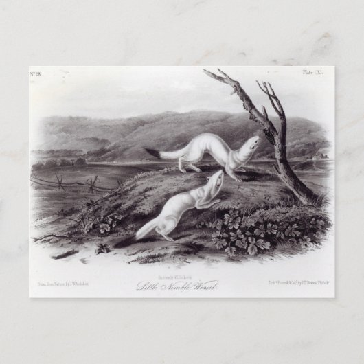 Little Nimble Weasel Briefkaart (Voorkant)