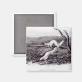 Little Nimble Weasel Magneet (Voorkant / Achterkant)