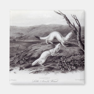 Little Nimble Weasel Magneet