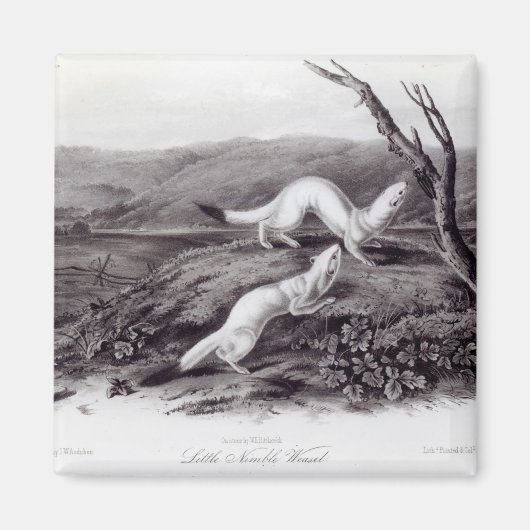 Little Nimble Weasel Magneet (Voorkant)