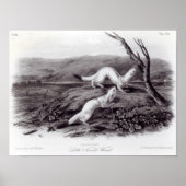 Little Nimble Weasel Poster (Voorkant)