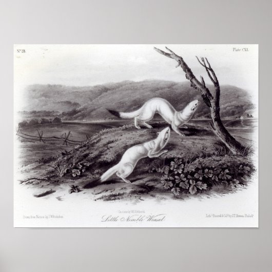 Little Nimble Weasel Poster (Voorkant)