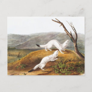 Little Nimble Weasel Putorius agilis Illustratie Briefkaart