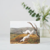 Little Nimble Weasel Putorius agilis Illustratie Briefkaart (Staand voorkant)