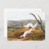 Little Nimble Weasel Putorius agilis Illustratie Briefkaart (Voorkant / Achterkant)