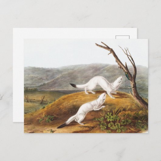 Little Nimble Weasel Putorius agilis Illustratie Briefkaart (Voorkant / Achterkant)