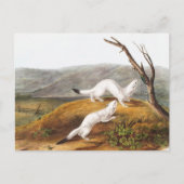 Little Nimble Weasel Putorius agilis Illustratie Briefkaart (Voorkant)