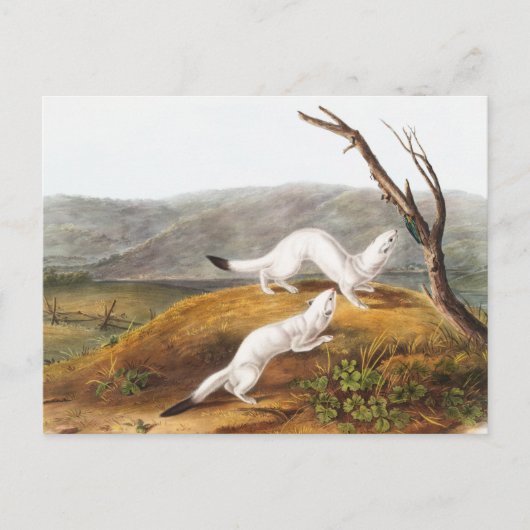 Little Nimble Weasel Putorius agilis Illustratie Briefkaart (Voorkant)