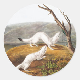 Little Nimble Weasel Putorius agilis Illustratie Ronde Sticker