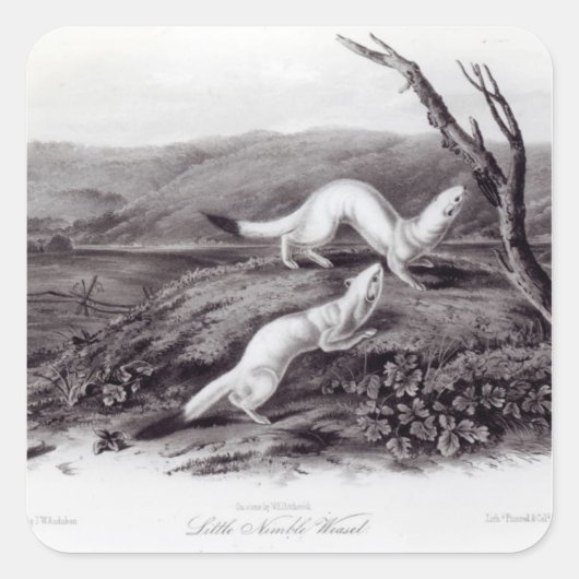 Little Nimble Weasel Vierkante Sticker (Voorkant)