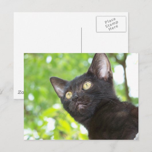 Little Nitt zoekend Briefkaart (Voorkant / Achterkant)