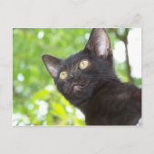 Little Nitt zoekend Briefkaart (Voorkant)