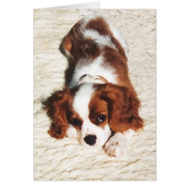 Little One Cavalier King Charles Spaniel (Voorkant)