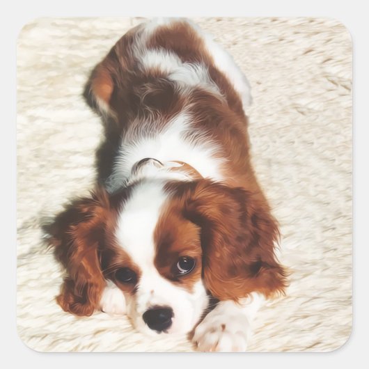 Little One Cavalier King Charles Spaniel Sticker (Voorkant)