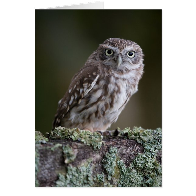 Little Owl (Voorkant)