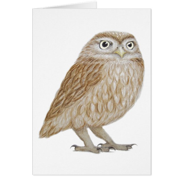 Little Owl 2011 (Voorkant)