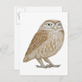 Little Owl 2011 Briefkaart (Voorkant / Achterkant)
