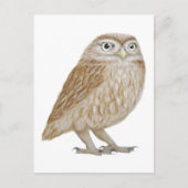 Little Owl 2011 Briefkaart (Voorkant)