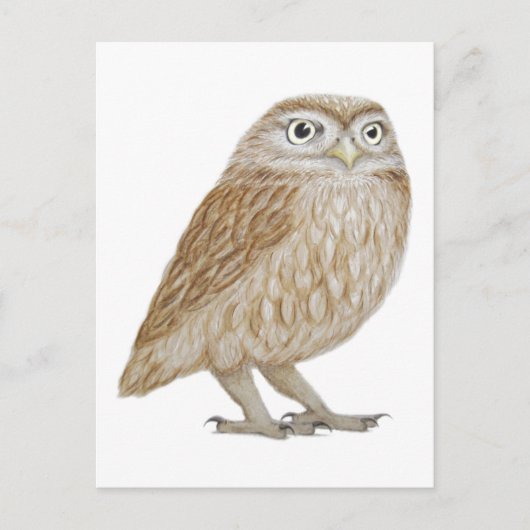 Little Owl 2011 Briefkaart (Voorkant)