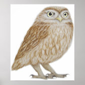 Little Owl 2011 Poster (Voorkant)