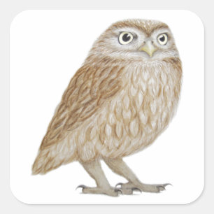 Little Owl 2011 Vierkante Sticker