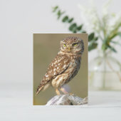 Little Owl (Athene noctua) Briefkaart (Staand voorkant)