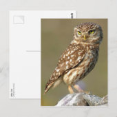 Little Owl (Athene noctua) Briefkaart (Voorkant / Achterkant)