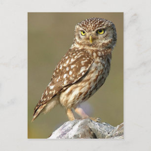 Little Owl (Athene noctua) Briefkaart