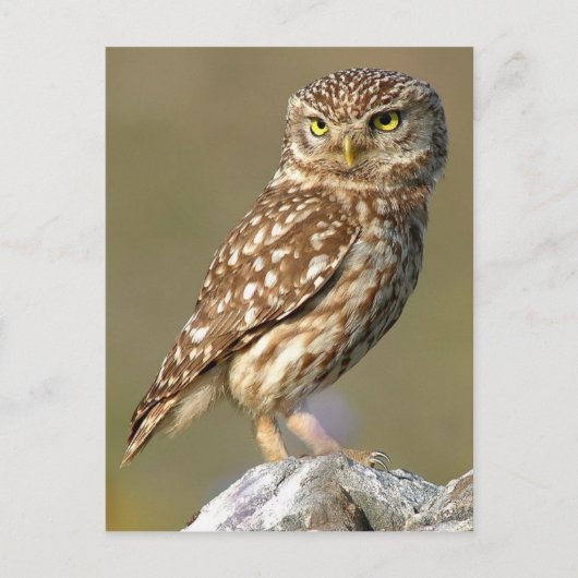 Little Owl (Athene noctua) Briefkaart (Voorkant)