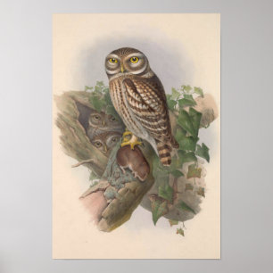 Little Owl Bird GC Poster